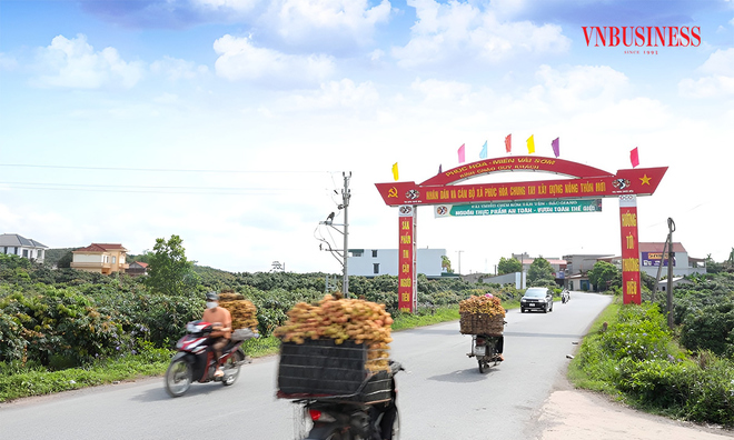 <p class="Normal">
Những ngày này nông dân trồng vải sớm ở xã Phúc Hòa, huyện Tân Yên bắt đầu thu hoạch, đưa ra các điểm cân để bán. Những thùng vải được chở bằng cả xe máy hoặc ô tô, tùy vào quy mô thu hoạch của chủ vườn.</p>