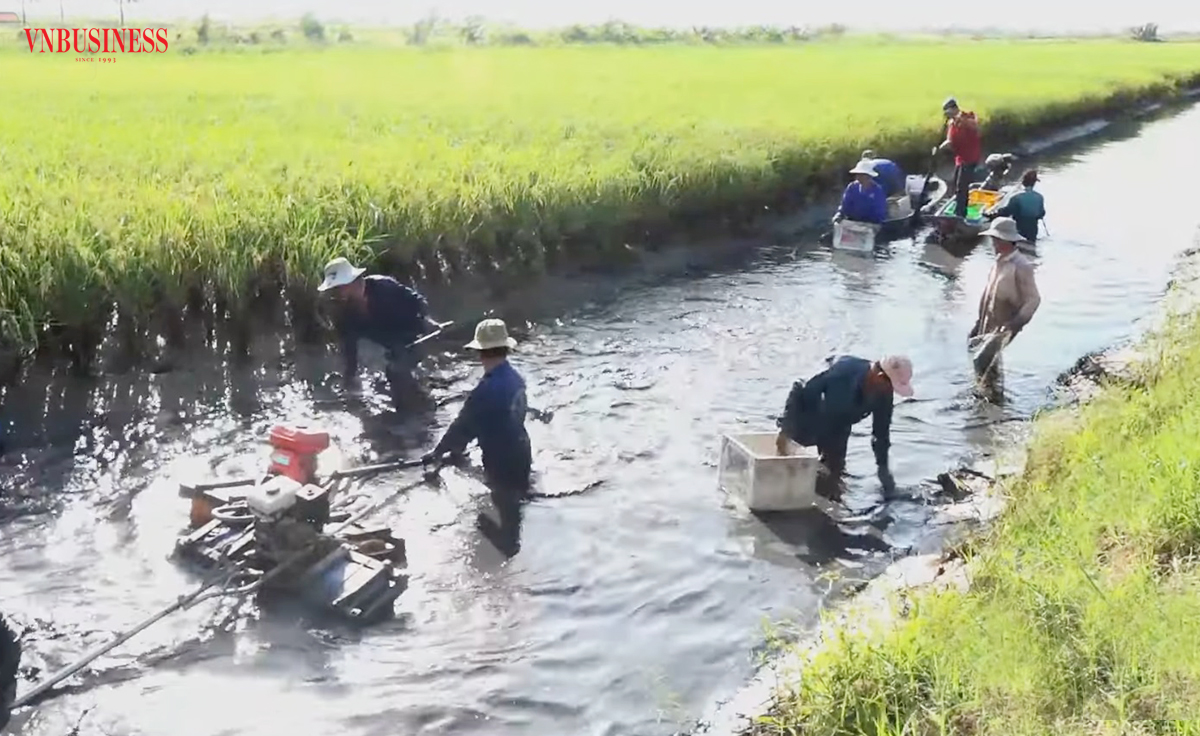 'Con tôm ôm cây lúa' và những mô hình giúp nông dân Kiên Giang làm giàu, không còn lo bão hạn mặn