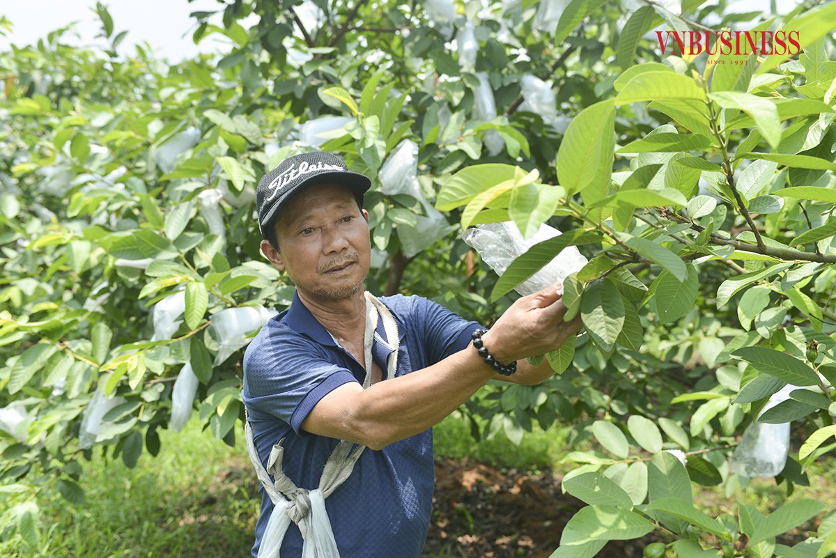 HTX Đoàn Kết đồng lòng chuyển đổi cơ cấu cây trồng, thu 'trái ngọt' từ quyết tâm sản xuất VietGAP