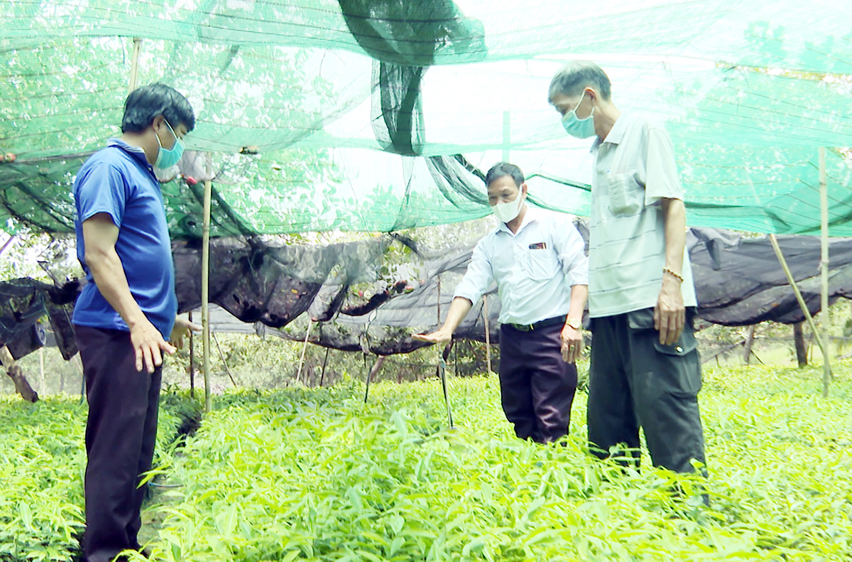 Chấm dứt điệp khúc 'chặt - trồng, trồng - chặt', nông dân Bình Phước làm giàu từ những cây trồng mới bằng lối đi riêng