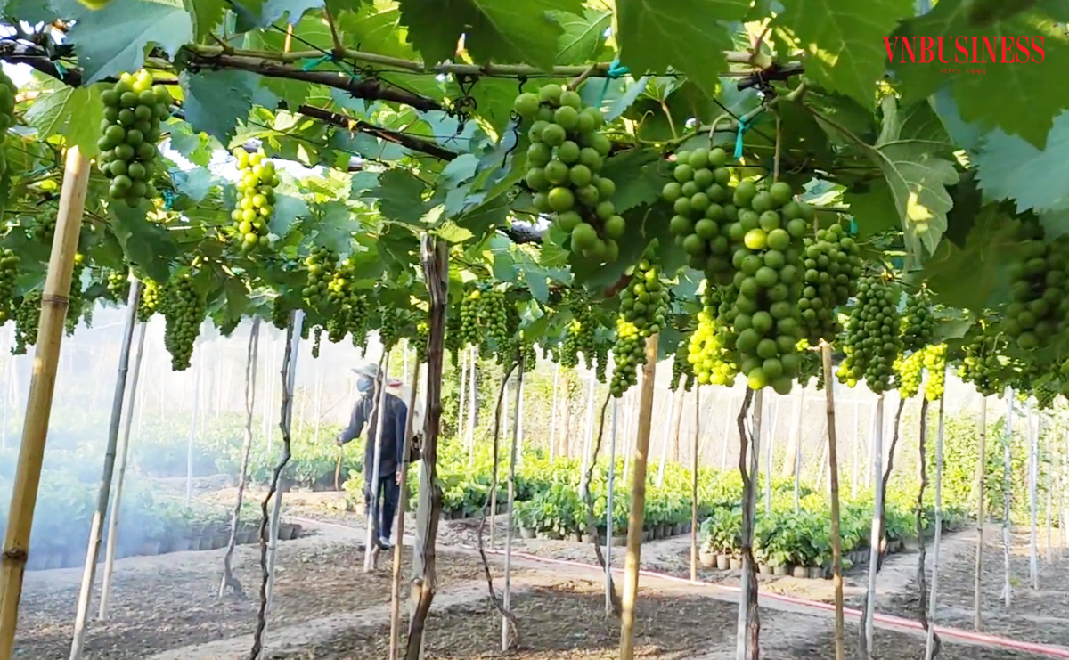 Cây ăn quả bén rễ đất đồi, nông dân Hà Nam thu lời đậm