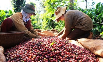 Đồng loạt tăng ở các vùng trồng, cà phê vọt lên mức 121.200 đồng/kg