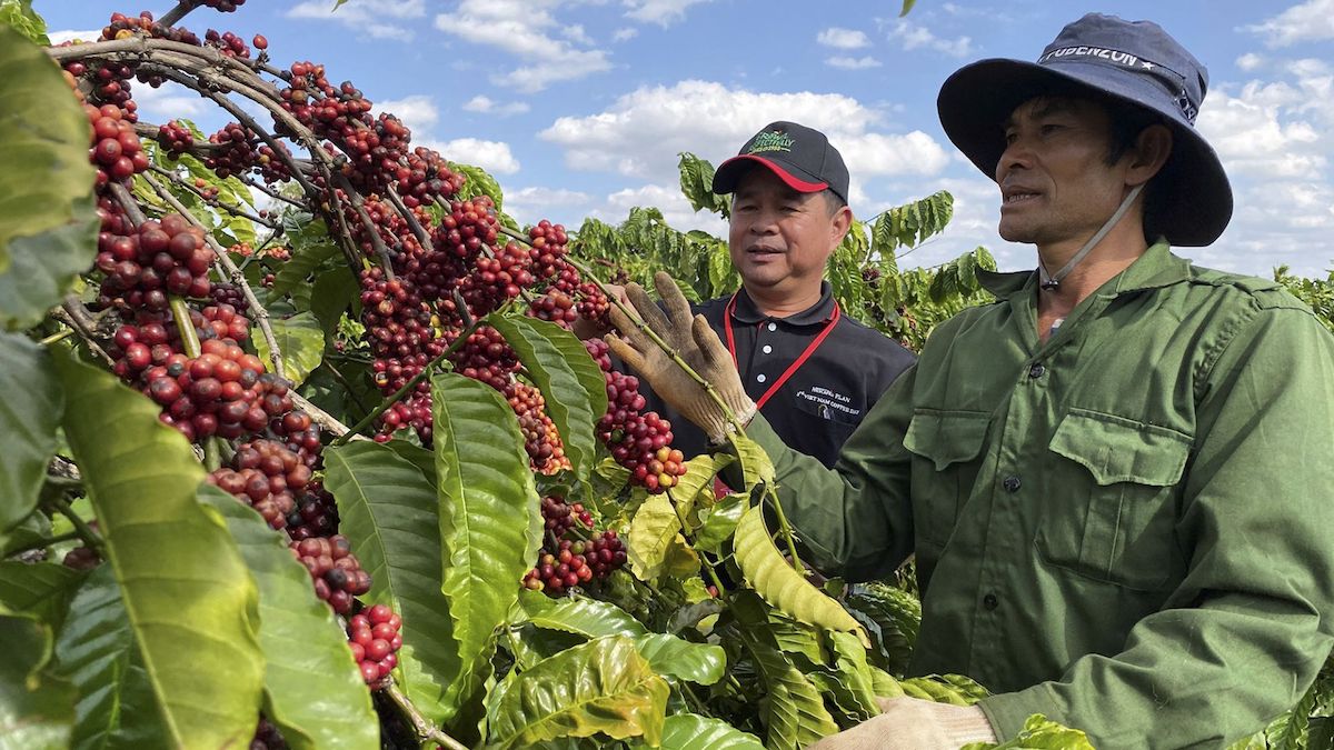 Giá xuất khẩu cà phê tăng gần 50%, vượt qua nhiều 'ngôi sao' ngành nông sản