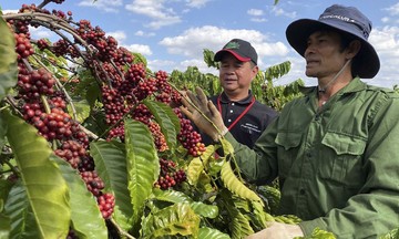 Giá xuất khẩu cà phê tăng gần 50%, vượt qua nhiều &#039;ngôi sao&#039; ngành nông sản