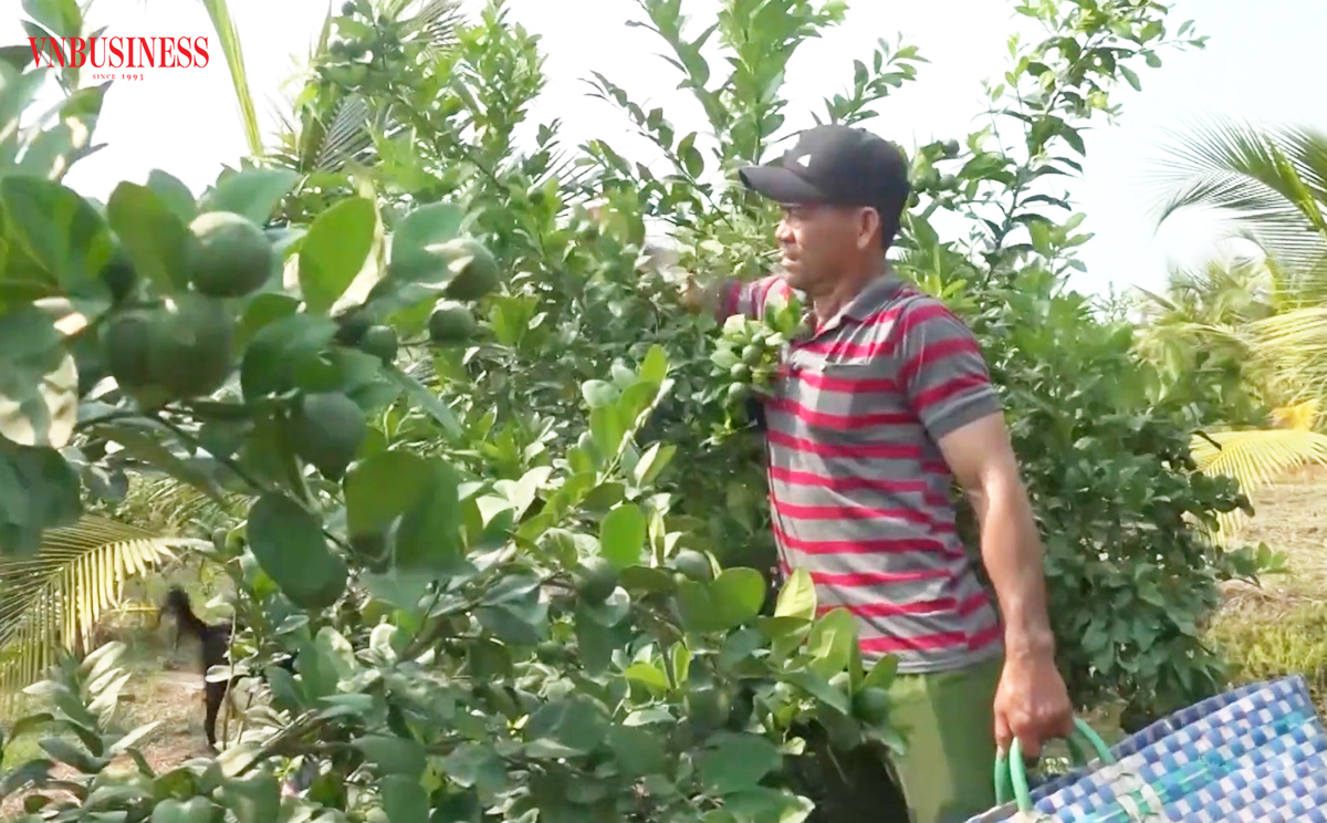 Chuyện làm giàu của những 'nông dân tỷ phú' ở Long An