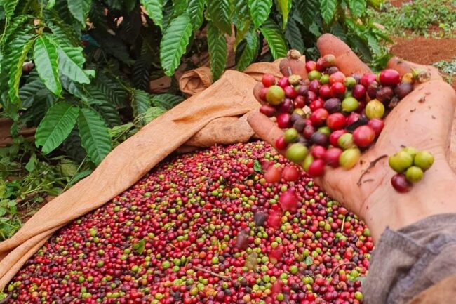 Thêm 2.000 đồng/kg, cà phê đang trở lại đường đua tăng giá