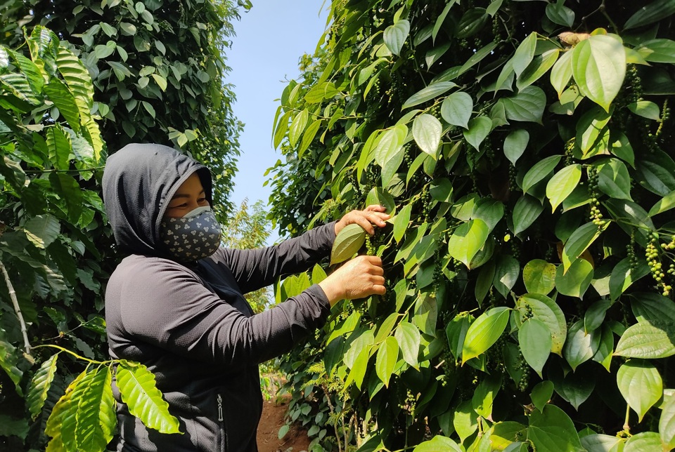 Tăng sốc đến 10.000 đồng/kg, hồ tiêu có bước nhảy vọt về giá