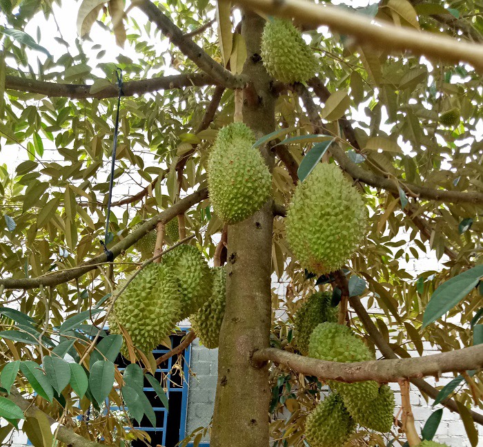 Cẩn trọng khi phát triển 'nóng' cây sầu riêng