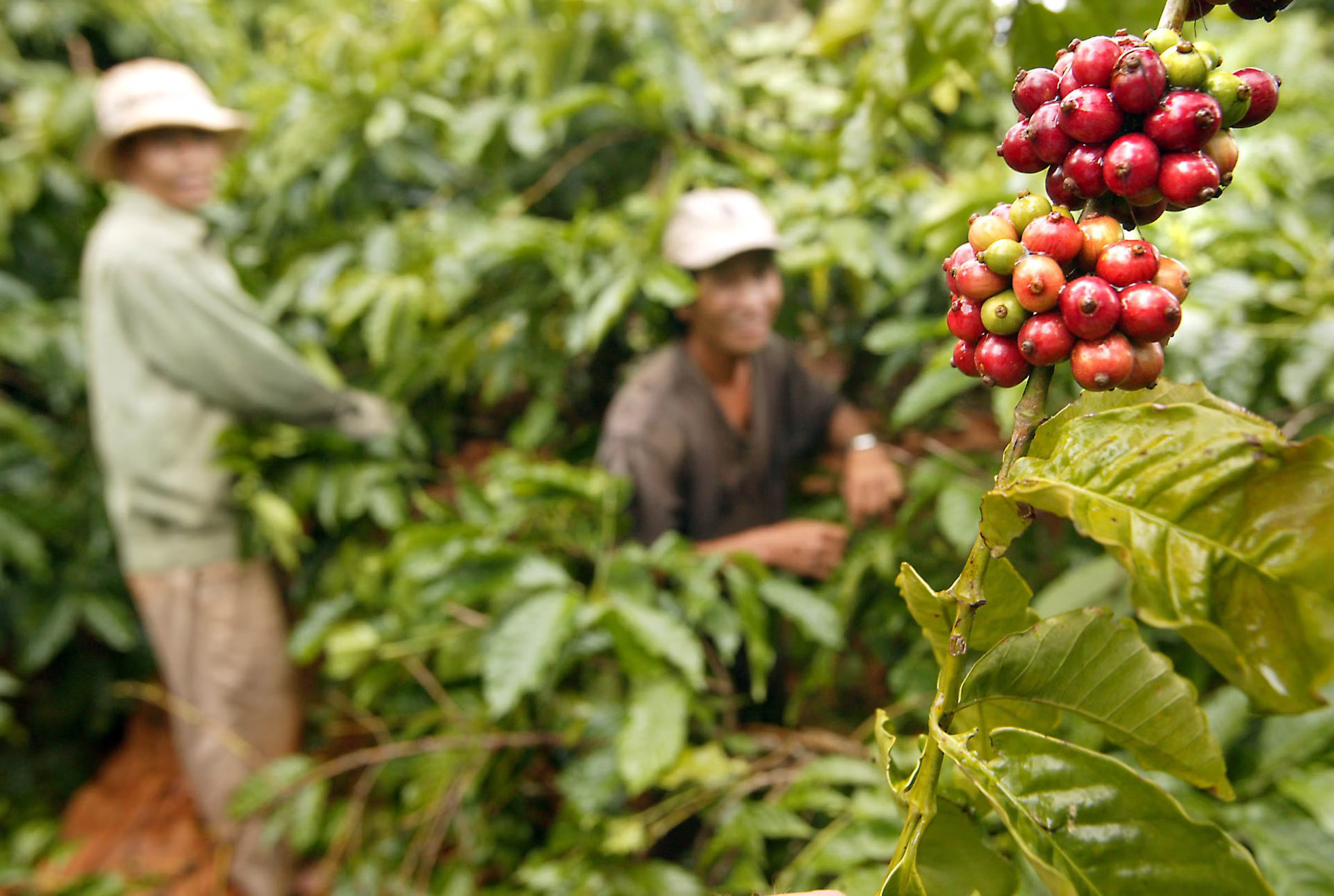 Có thêm 1.500 đồng/kg, giá cà phê chạm ngưỡng 125.000/kg