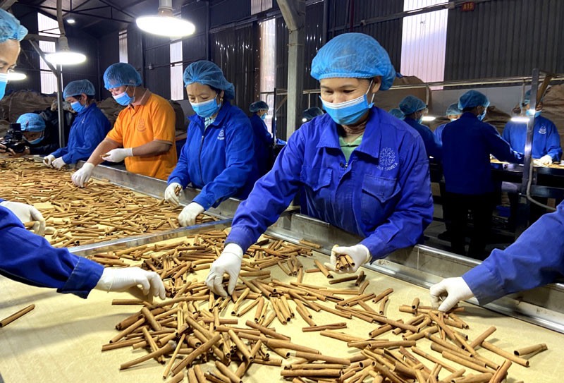 Việt Nam xuất khẩu hơn 11.000 tấn quế trong tháng 5