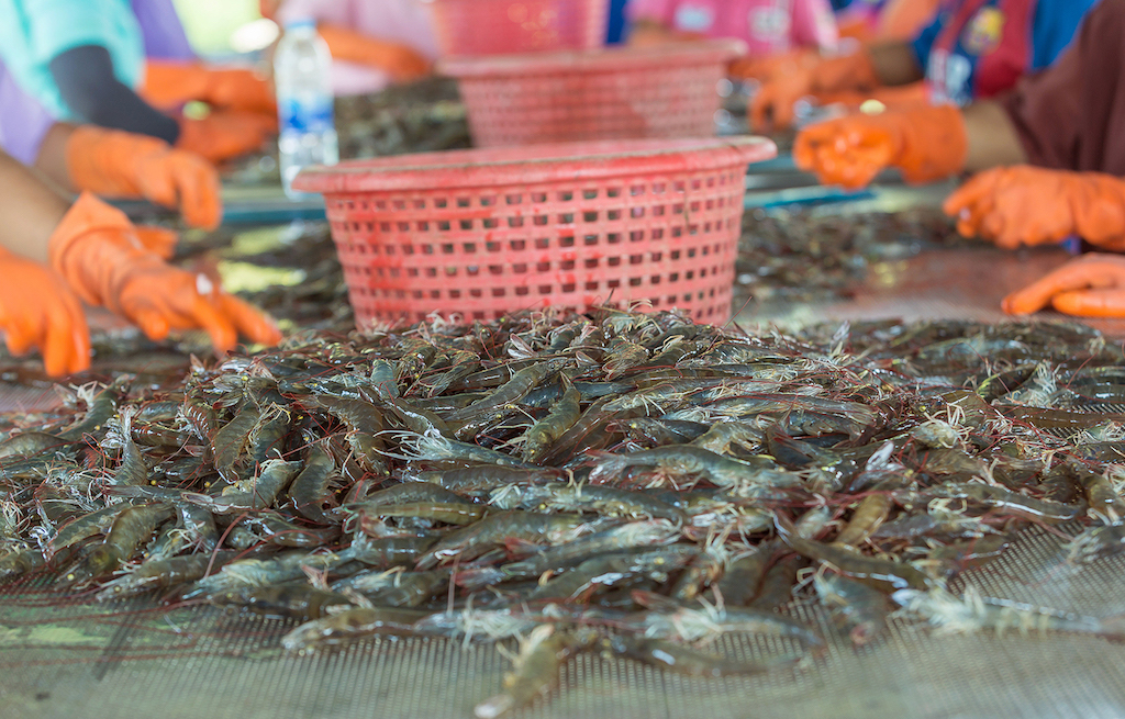 Loay hoay ‘bài toán’ thiếu hụt nguyên liệu ở ngành thủy sản
