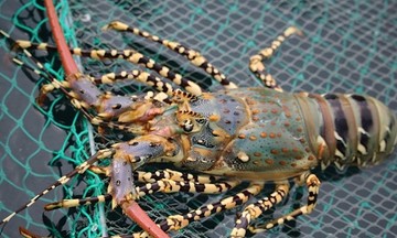 Trung Quốc mua một loại hải sản thượng hạng từ Việt Nam, gấp 112 lần