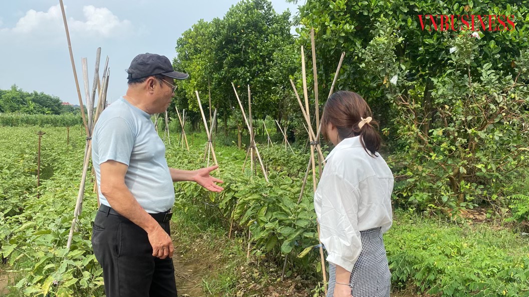 Biến đất hoang hóa ở Mê Linh thành 'đất vàng' trồng rau hữu cơ