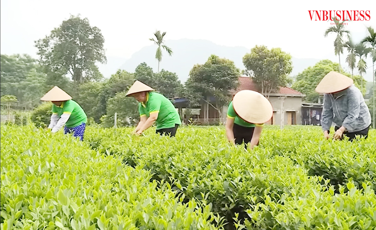 Những tỷ phú sinh ra từ làng, yêu nông nghiệp xanh ở Vĩnh Phúc
