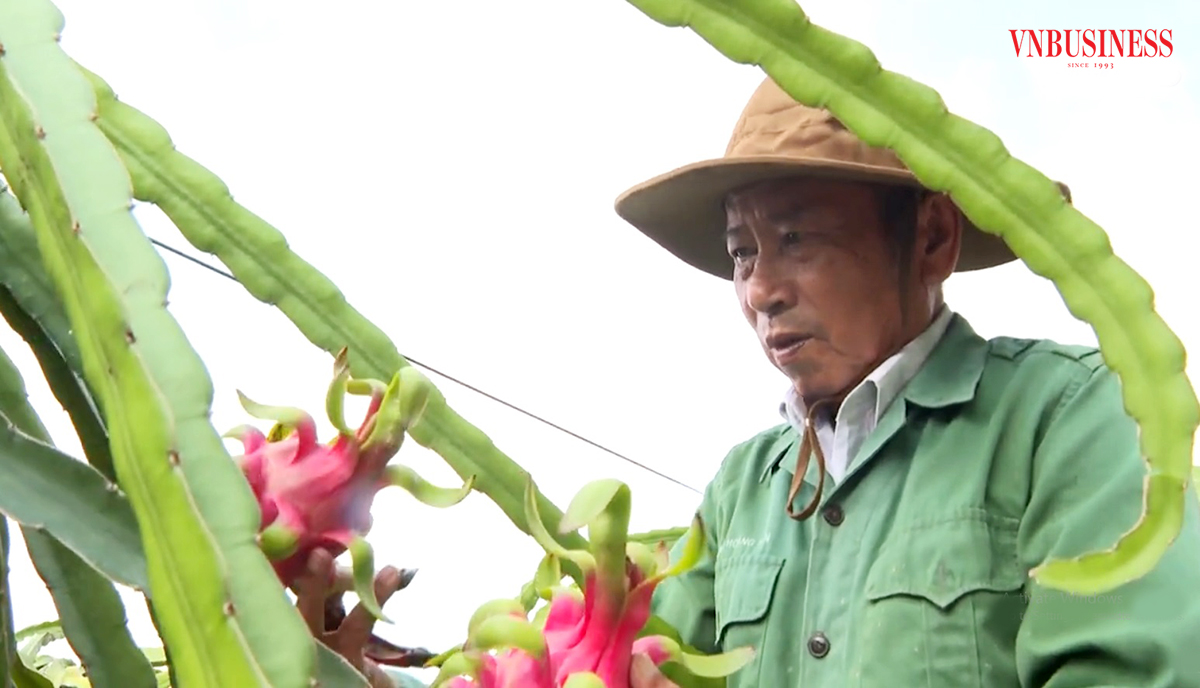 Nông dân Tiền Giang tung 'tuyệt kỹ', làm giàu từ những cây trồng bạc tỷ