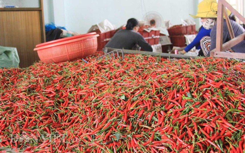 Nông dân 'phất lên' nhờ trồng và xuất khẩu thứ quả đỏ cay