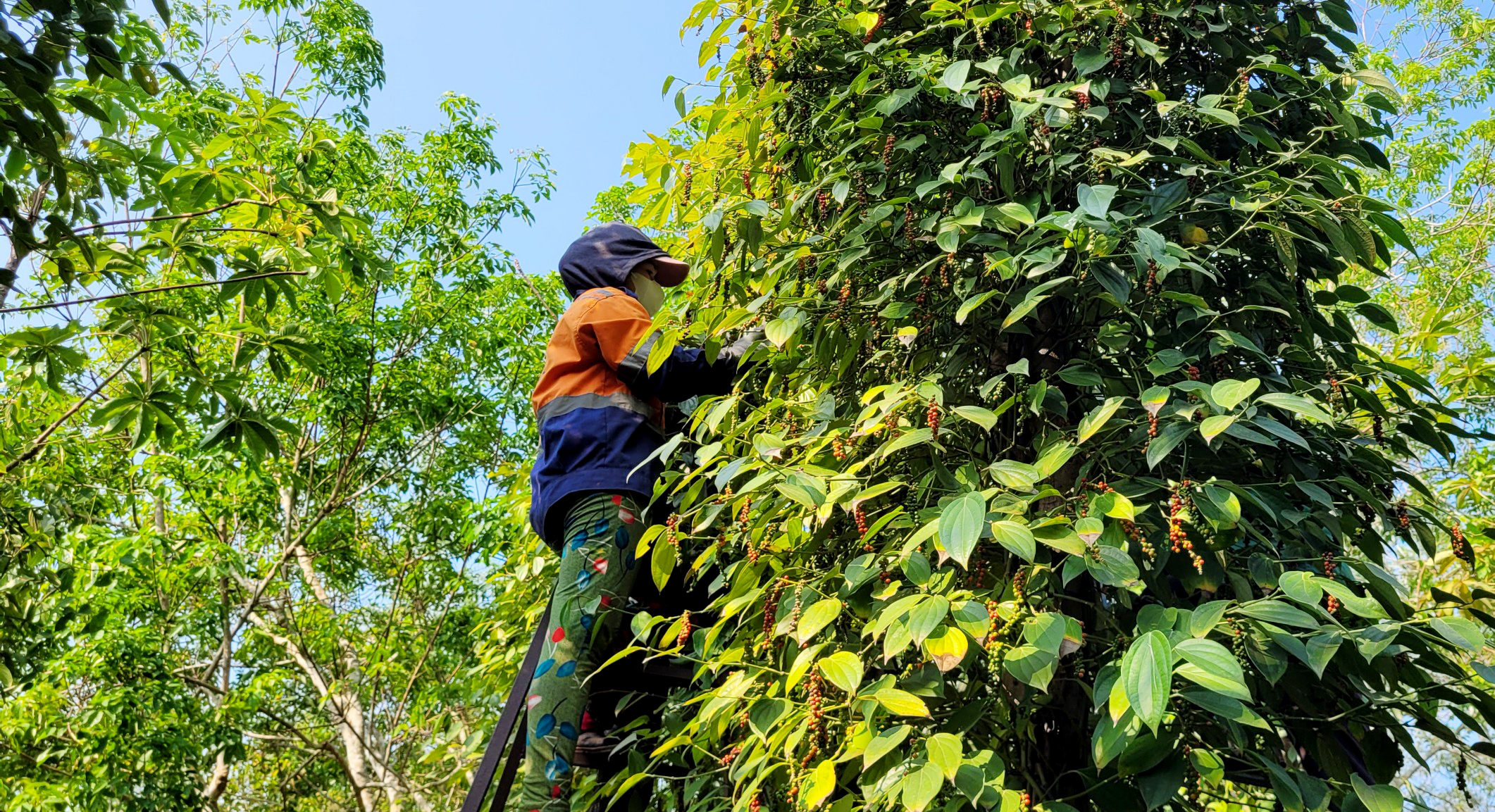 Giữ ổn định, giá tiêu nội địa phụ thuộc nhiều vào đầu cơ