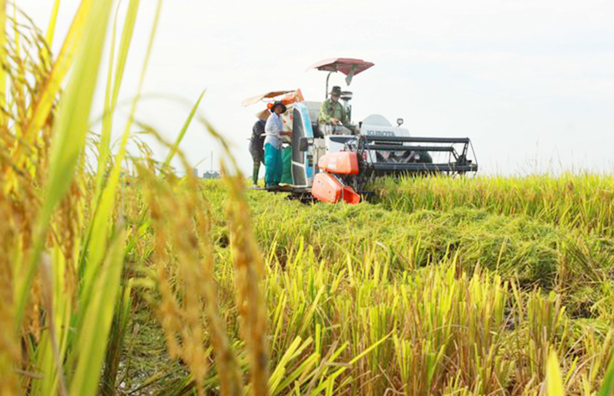 Nông dân Đà Nẵng làm giàu từ cây trồng cũ với những cách làm mới