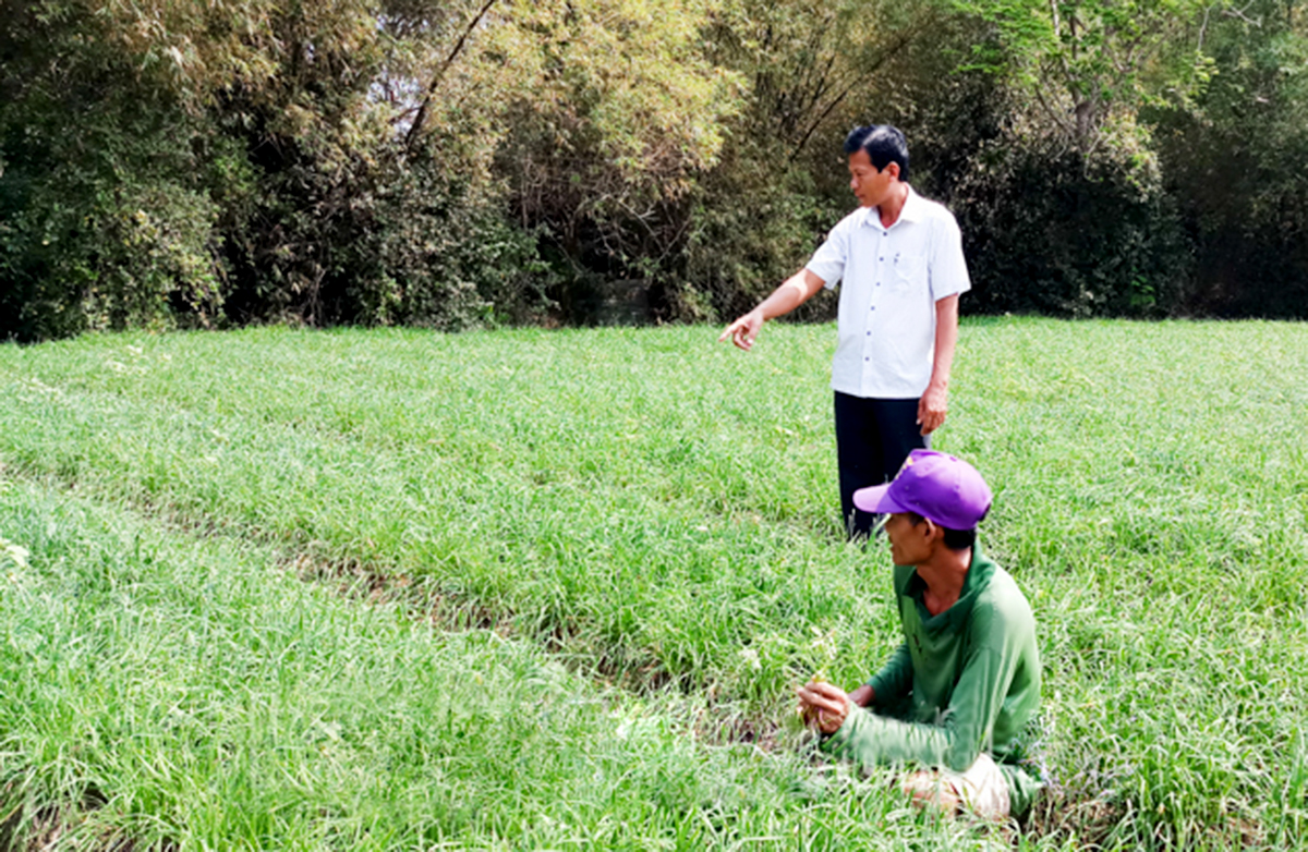 Nông dân Sóc Trăng thắng lớn nhờ những cây trồng 'nhỏ nhưng có võ'