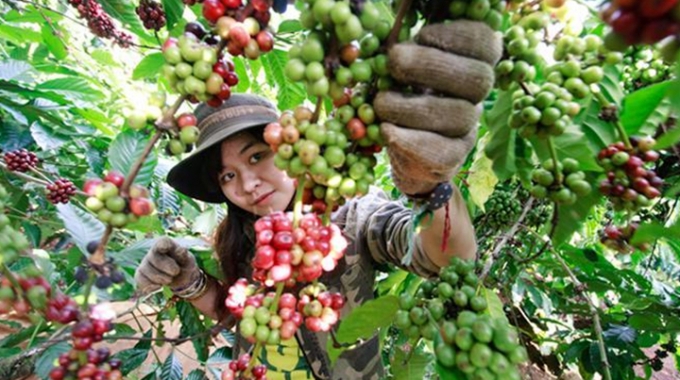 Giảm 1.200 đồng/kg, dự báo giá tiêu sẽ ít biến động dù vẫn ở mức cao