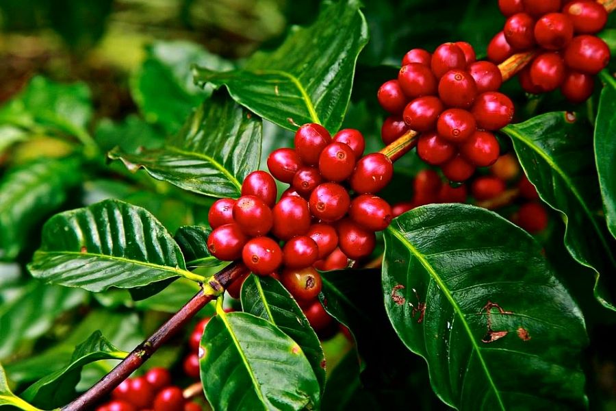 Nhu cầu lớn, giá cà phê giữ ở mức 121.600 đồng/kg