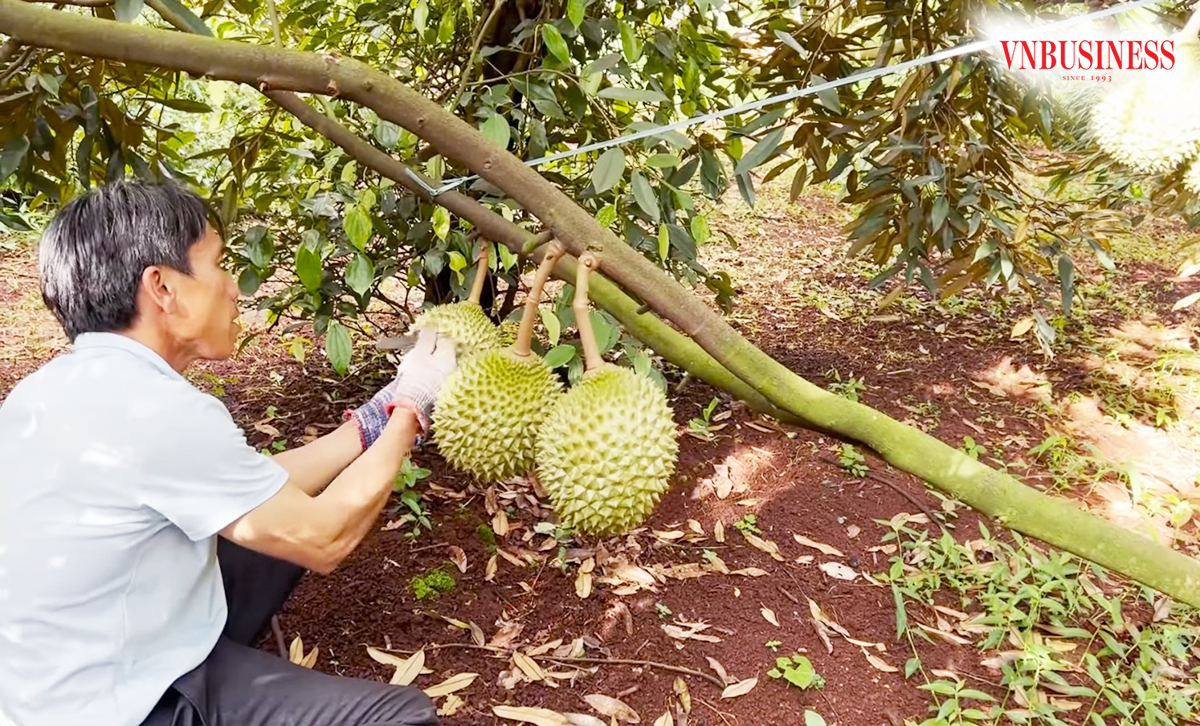 'Cây tỷ đô' vào vụ, nông dân Gia Lai tất bật 'so bó đũa, chọn cột cờ' khi thương lái đổ xô đến vườn đòi chốt hợp đồng