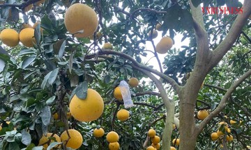 Nông dân ngoại thành Hà Nội có thu nhập cao từ trồng một loại quả có nhiều múi