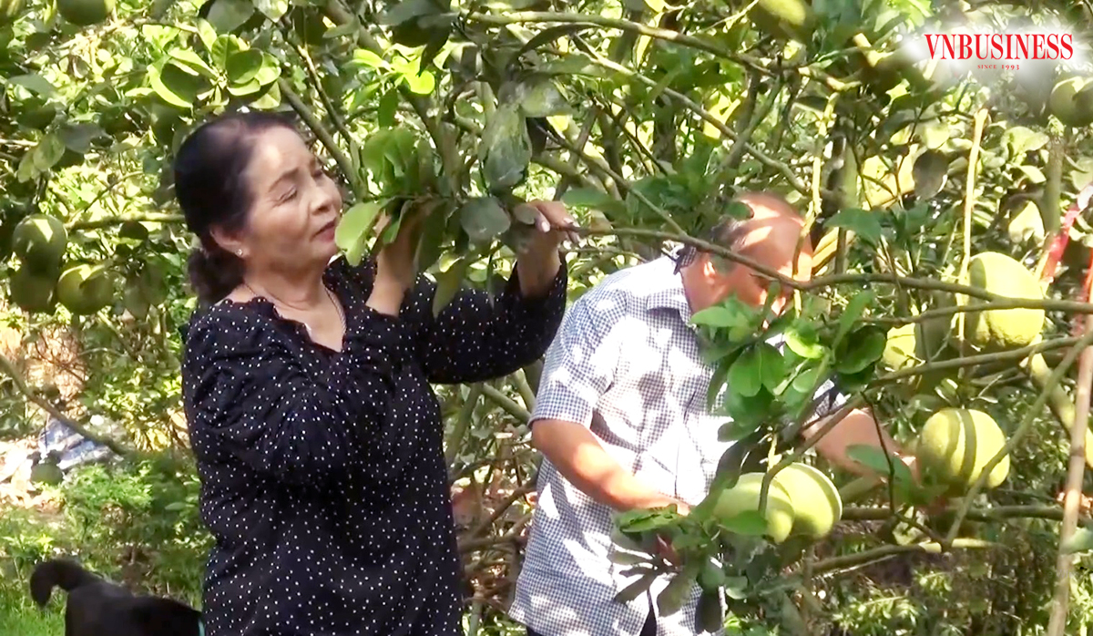 Chuyện làm giàu của những 'tỷ phú nông dân' ở An Giang