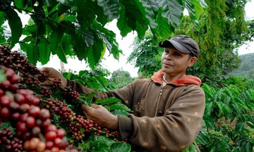 Thời tiết thuận lợi đẩy giá cà phê đi xuống, quanh mốc 121.000 đồng/kg