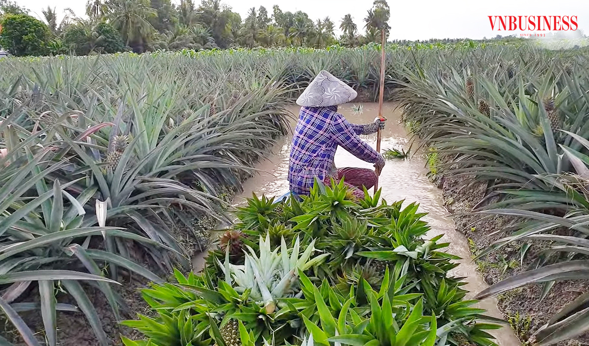 Thu trái ngọt trên đất phèn kết hợp làm du lịch, nông dân Hậu Giang đổi đời