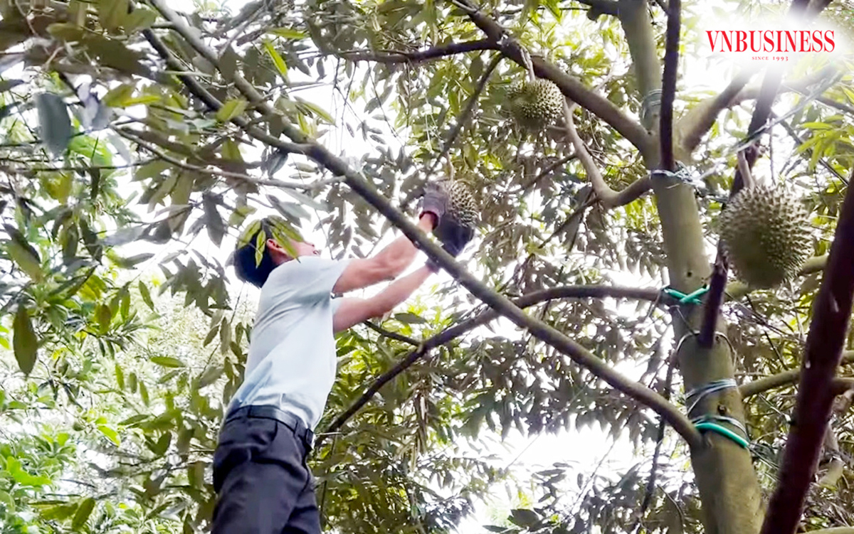 Thủ phủ sầu riêng Tây Nguyên 'nín thở' vào vụ, kỳ vọng thắng đậm nhưng cũng lắm mối lo vì 'cảnh báo đỏ' từ Trung Quốc