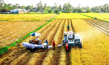 Đảm bảo thu nhập, nâng cao đời sống cho nông dân, HTX trồng lúa
