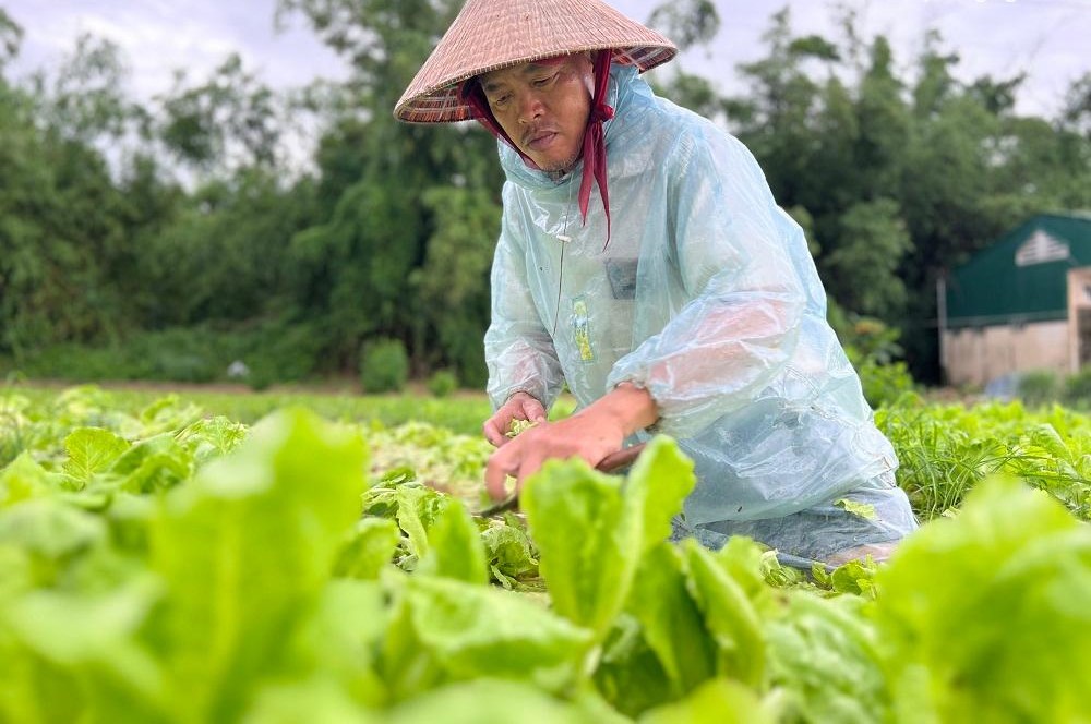 HTX 'đau đầu' vì thiếu nguồn cung ứng rau củ quả vào mùa mưa