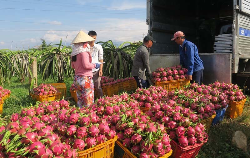 HTX tận dụng hệ thống thương lái thúc đẩy chuỗi liên kết sản xuất tiêu thụ