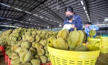 Tháng 6: Xuất khẩu “vua trái cây’ đạt 600 triệu USD sang Trung Quốc
