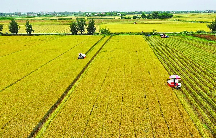 Thiếu quy hoạch hạ tầng đồng ruộng, HTX khó phát triển kinh tế hàng hóa