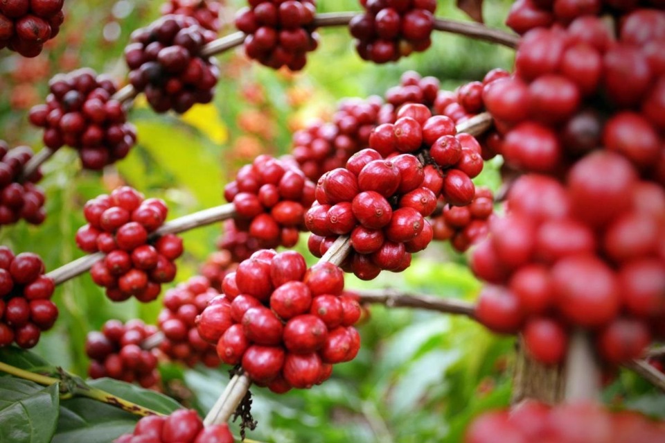 Cùng chiều thế giới, giá cà phê nội địa giảm 1.000 đồng/kg