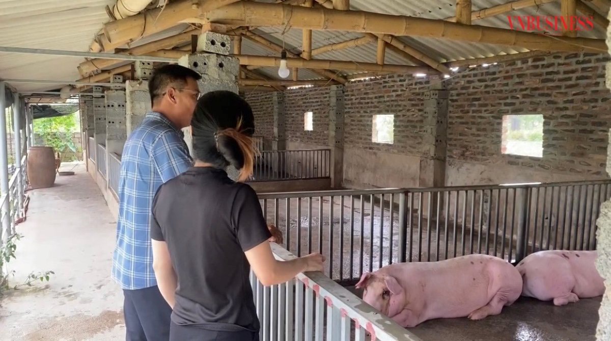 Khát vọng đổi đời từ chăn nuôi lợn sinh học