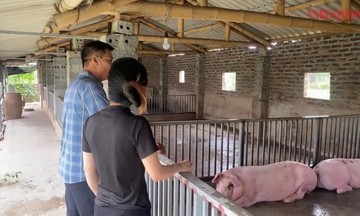 Khát vọng đổi đời từ chăn nuôi lợn sinh học