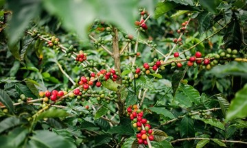 Giá cà phê tăng 600 đồng/kg, doanh nghiệp lo về nguồn cung