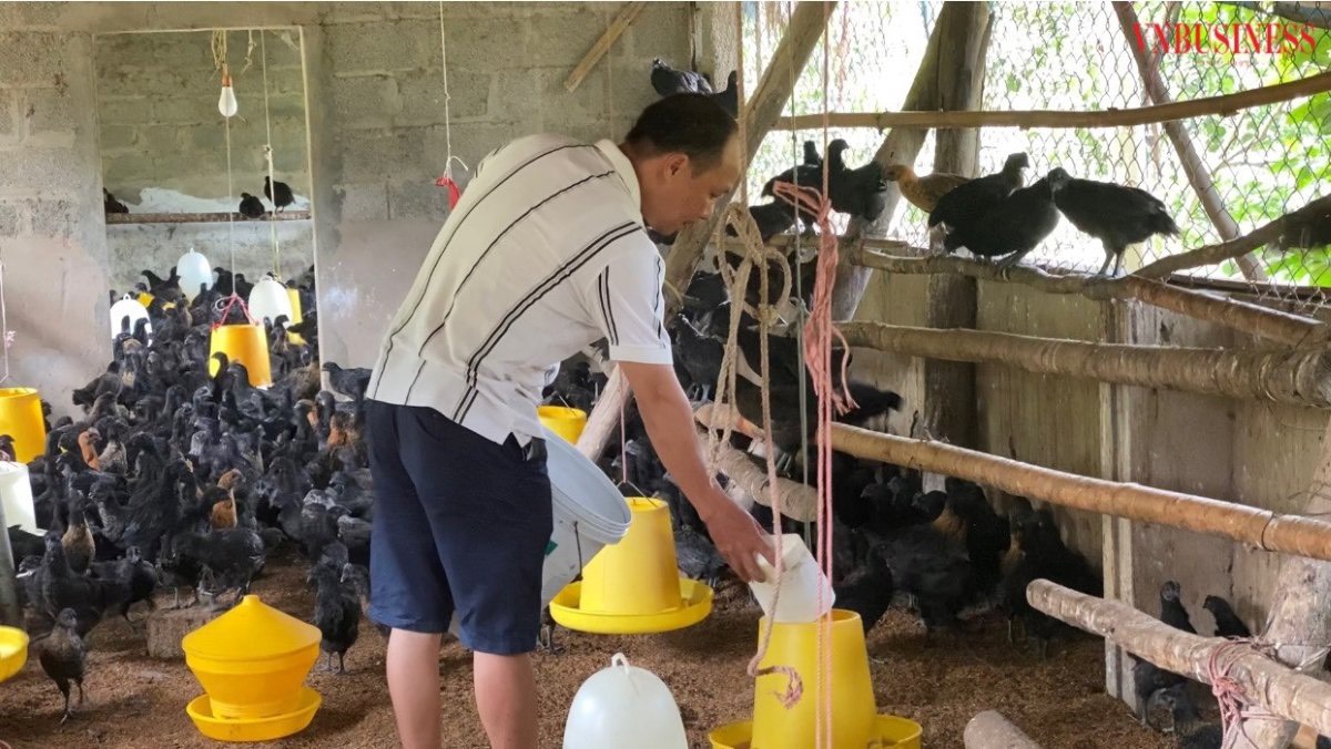 Thu 'vàng mười' từ nuôi gà đen trên đất khó