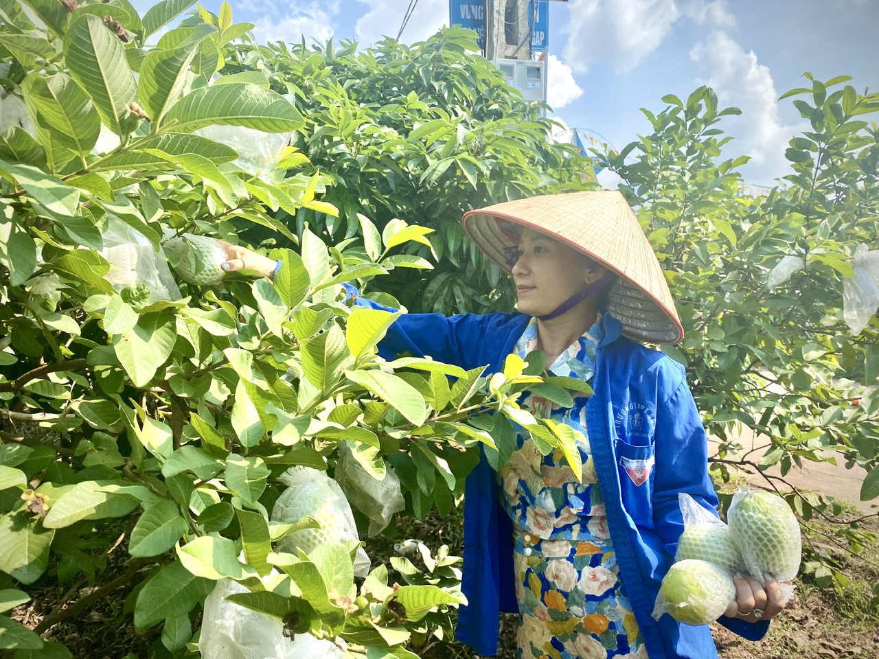 Thêm cơ chế hỗ trợ HTX giải thể
