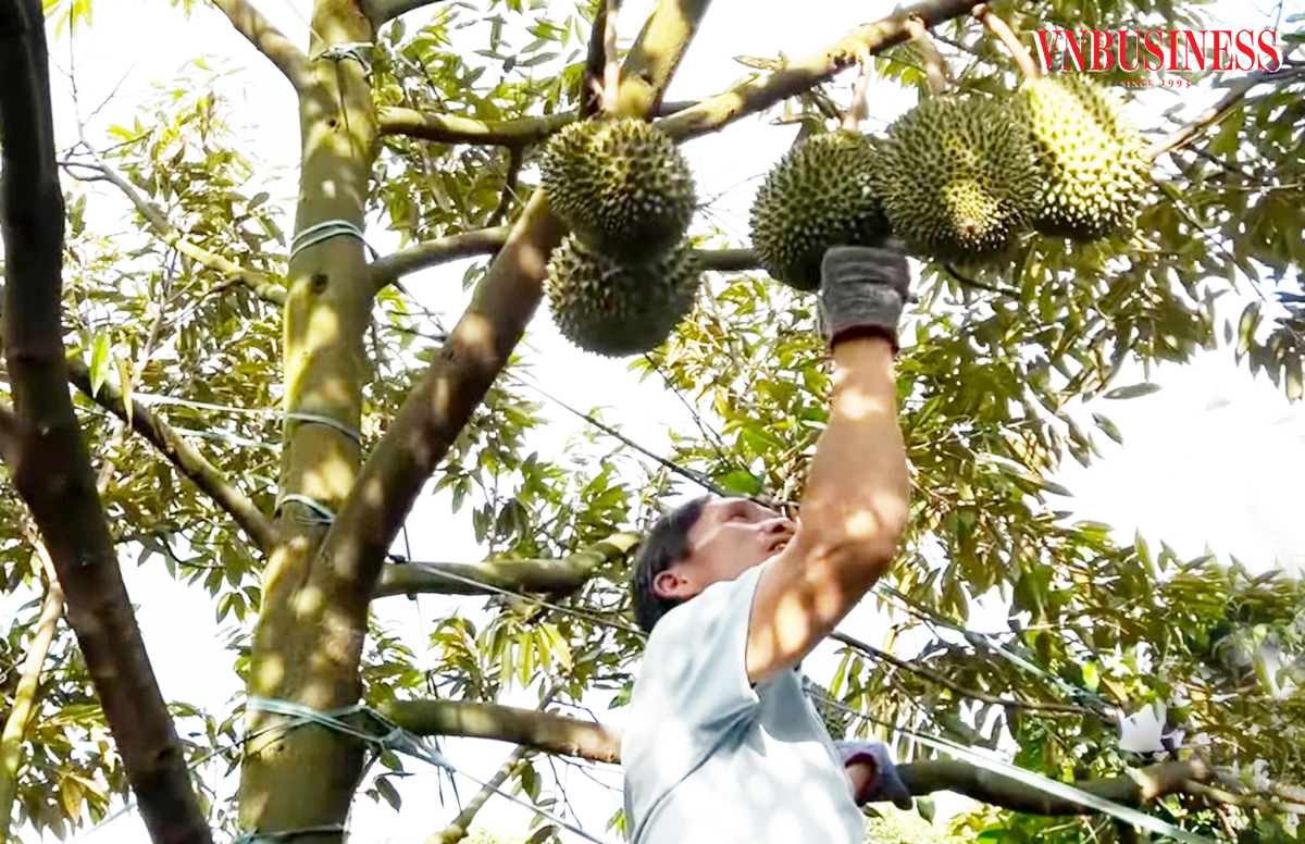 Giá bán neo cao, 'giấc mơ tỷ phú' của người trồng sầu riêng tiếp tục nối dài
