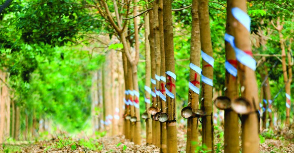 Đặt mục tiêu khiêm tốn nhưng Cao su Phước Hòa vẫn có khả năng ‘vỡ’ kế hoạch