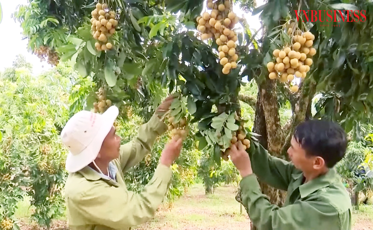 Nhãn chín sớm vào vụ, bán 'đắt như tôm tươi' giúp nông dân Sông Mã thành tỷ phú