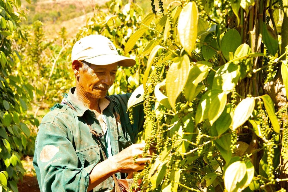 Tăng 1.000 đồng/kg, giá tiêu ở Tây Nguyên đã cao hơn Đông Nam Bộ
