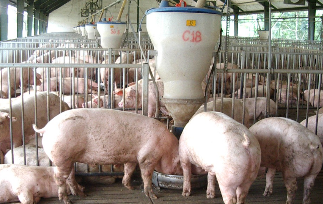 Nguồn cung lợn hơi có thể dồi dào đến cuối năm?