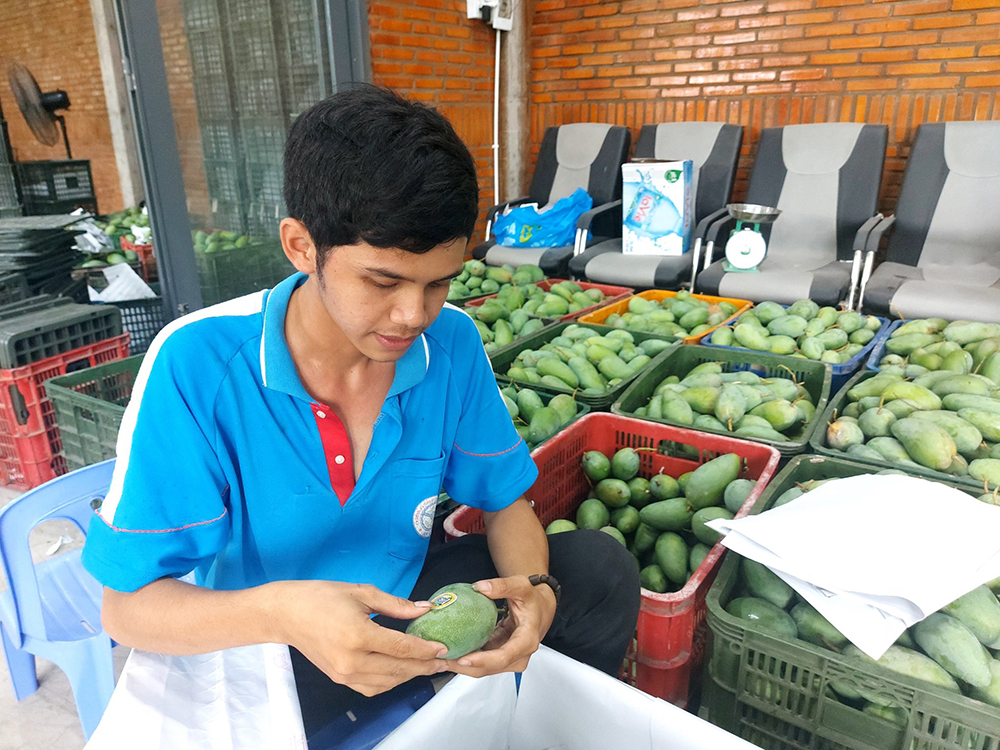 Bán xoài đi khắp châu Á rồi sang Bắc Mỹ, nông dân An Giang kiếm bộn tiền