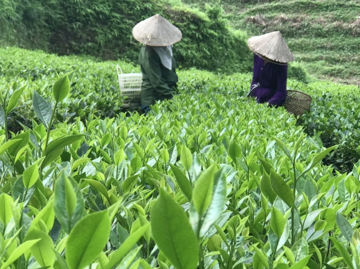 Chuyện về 'Vua chuyển đổi số' trong sản xuất chè ở Thái Nguyên