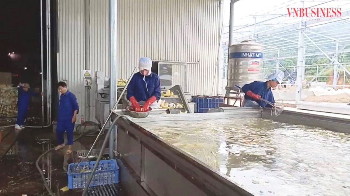 Trồng loại cây không mất nhiều công sức, dễ chăm bón, HTX thu ‘vàng mười’ trên đất núi
